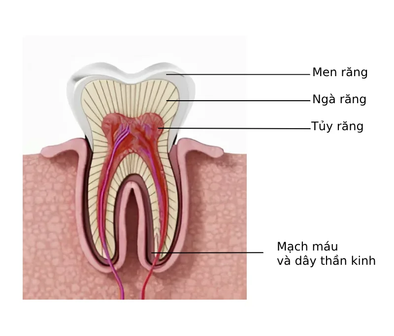Tủy răng là phần mô mềm nằm sâu bên trong lõi răng (Nguồn: St)